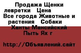 Продажа Щенки левретки › Цена ­ 40 000 - Все города Животные и растения » Собаки   . Ханты-Мансийский,Пыть-Ях г.